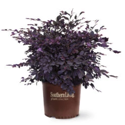 Purple Diamond® Semi-Dwarf Loropetalum -Blooming Yard Purple Diamond loropetalum 6