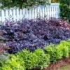 Purple Diamond® Semi-Dwarf Loropetalum -Blooming Yard Purple Diamond loropetalum 600x600 1be3645b 5366 4d1f 9a42 e97a722e7329