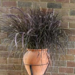 Purple Fountain Grass -Blooming Yard Purple Fountain Grass 1