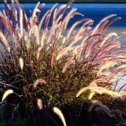 Purple Fountain Grass -Blooming Yard Purple Fountain Grass 2