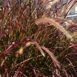 Purple Fountain Grass -Blooming Yard Purple Fountain Grass 5