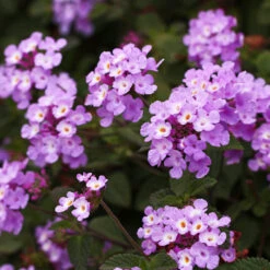 Purple Lantana 8 Purple Lantana -Blooming Yard Purple Lantana 6 FGT