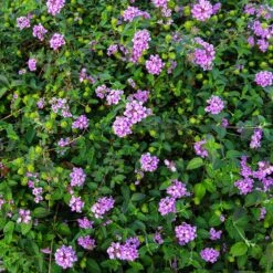 Purple Lantana 9 Purple Lantana -Blooming Yard Purple Lantana 7 FGT