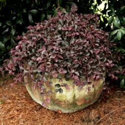 Purple Pixie® Dwarf Weeping Loropetalum -Blooming Yard Purple Pixoe Loropetalum 2