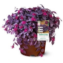 Purple Pixie® Dwarf Weeping Loropetalum -Blooming Yard Purple Pixoe Loropetalum 3