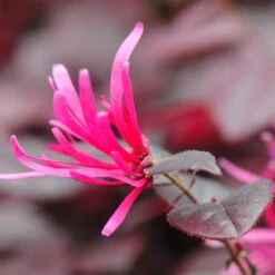 Purple Pixie® Dwarf Weeping Loropetalum -Blooming Yard Purple Pixoe Loropetalum 4