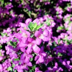 Purple Rain Texas Sage -Blooming Yard Purple Rain Sage 3 FGT