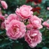 Queen Elizabeth Rose -Blooming Yard Queen Elizabeth Rose 1 FGT
