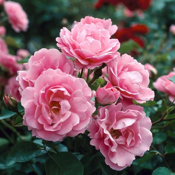 Queen Elizabeth Rose 4 Queen Elizabeth Rose - Image 2