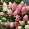 Quick Fire® Hydrangea Tree -Blooming Yard QyuickFire Hydrangea 600x600 918e21fe 60f2 4c27 aaf0 389fdb256232
