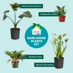 Rare House Plant Kit -Blooming Yard RareHousePlantKitGraphic