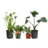 Rare House Plant Kit -Blooming Yard Rare House Plant 600x600 d015dd8a 6c8e 4279 9933 bd5f2fe9ec3f