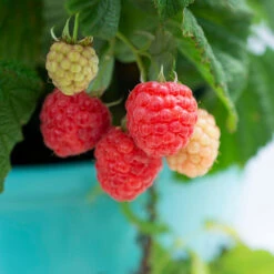 Bushel And Berry® Raspberry Shortcake® Bush -Blooming Yard Raspberry Shortcake 1