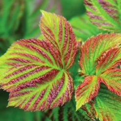 Bushel And Berry® Raspberry Shortcake® Bush -Blooming Yard Raspberry Shortcake 4