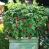 Bushel And Berry® Raspberry Shortcake® Bush 2 Bushel And Berry® Raspberry Shortcake® Bush -Blooming Yard Raspberry Shortcake FGT 600x600 edb63ed1 c16d 4d68 b722 da3bd8e6cc21
