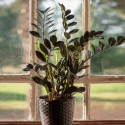 Raven ZZ Plant -Blooming Yard Raven ZZ 1