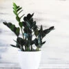 Raven ZZ Plant -Blooming Yard Raven ZZ BB 600x600 b6f6ece1 5fb4 4bf9 b5ac c2753ec22170