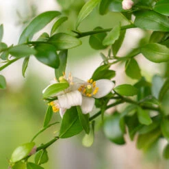 Red Finger Lime Tree -Blooming Yard Red FInger Lime 2 6caf0467 1911 48e7 a9fa babb0a6fffe5