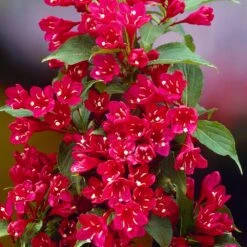 Red Prince Weigela Tree -Blooming Yard Red Prince Wegeila 1 FGT