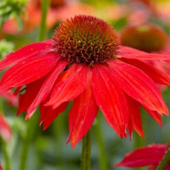 Sombrero® Salsa Red Coneflower -Blooming Yard Red Salsa Coneflower 2 FGT
