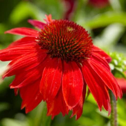 Sombrero® Salsa Red Coneflower -Blooming Yard Red Salsa Coneflower 4