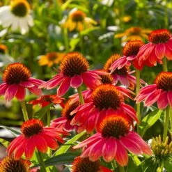 Sombrero® Salsa Red Coneflower -Blooming Yard Red Salsa Coneflower 6 FGT