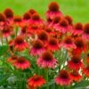 Sombrero® Salsa Red Coneflower -Blooming Yard Red Salsa Coneflower FGT 600x600 f0022c1c 6993 49af 9d21 b0159e82bad2