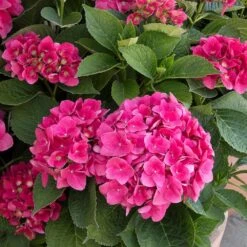 Red N' Pretty® Hydrangea Shrub -Blooming Yard Red and Pretty Hydrangea 2