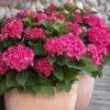 Red N' Pretty® Hydrangea Shrub -Blooming Yard Red and Pretty Hydrangea 600x600 9d08c0b6 dc05 4572 a857 ba0df3f30de7