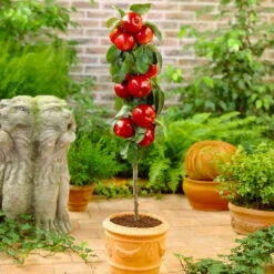 North Pole Columnar Apple Tree -Blooming Yard Red Columnar Apple 1
