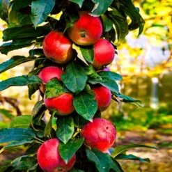 North Pole Columnar Apple Tree -Blooming Yard Red Columnar Apple 3