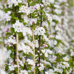North Pole Columnar Apple Tree -Blooming Yard Red Columnar Apple 5 1e61b77e e58f 495e b315 5969c62492bd