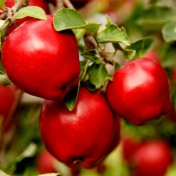 Apple Pollinator Pack -Blooming Yard Red Delicious Apple 1