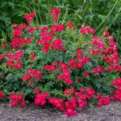 Red Drift® Rose -Blooming Yard Red Drift Rose 1