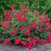 Red Drift® Rose -Blooming Yard Red Drift Rose FGT 600x600 76ecb9b7 065a 4805 b83c c7846093451b