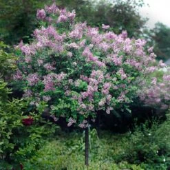 Red Pixie Lilac Tree -Blooming Yard Red Pixie Lilac Tree 2