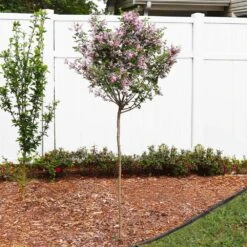 Red Pixie Lilac Tree -Blooming Yard Red Pixie Lilac Tree 4 FGT