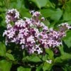 Red Pixie Lilac Tree -Blooming Yard Red Pixie Lilac Tree FGT 600x6001 0334b269 e422 4d50 a710 7ee7bb547d84