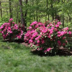 Red Rhododendron Shrub -Blooming Yard Red Rhododendron 1 FGT