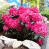 Red Rhododendron Shrub -Blooming Yard Red Rhododendron FGT 600x600 3a65a6f3 2b2f 42ff 9401 dd2ec7848eec