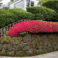 Red Ruffles Azalea Shrub -Blooming Yard Red Ruffles Azalea 7