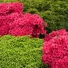 Red Ruffles Azalea Shrub -Blooming Yard Red Ruffles Azalea FGT 600x600 211373a8 6e08 4035 b0a4 ef9e0dc8671b