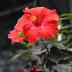 Red Tropical Hibiscus Tree 10 Red Tropical Hibiscus Tree -Blooming Yard Red Tropical Hibiscus Tree 3 FGT