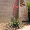 Red Yucca Plant -Blooming Yard Red Yucca FGT 600x600 80b00be4 717d 4c3e ab0e afc2a46922ff