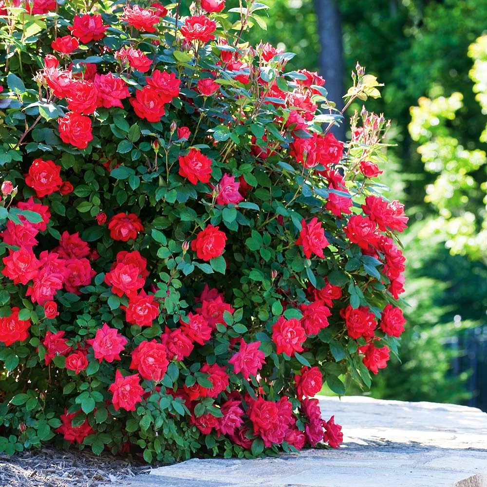 Double Knock Out® Rose 3 Double Knock Out® Rose - Image 2