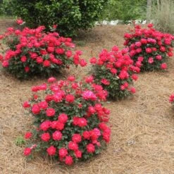 Double Knock Out® Rose 12 Double Knock Out® Rose -Blooming Yard Red knockout rose 4