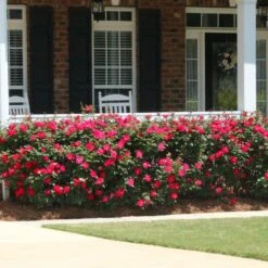 Double Knock Out® Rose 9 Double Knock Out® Rose -Blooming Yard Red knockout rose 5 FGT