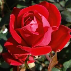 Double Knock Out® Rose 10 Double Knock Out® Rose -Blooming Yard Red knockout rose 7 FGT