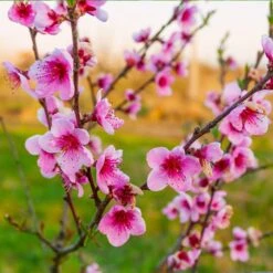 Redskin Peach Tree -Blooming Yard Redskin Peach Tree 3 8df8851c ef3e 4a16 b538 29f1adcb997c