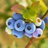 Reveille Blueberry Bush -Blooming Yard Reville Blueberry 600x600 8060a79d 83ac 446b 8626 45e4229f1e3b